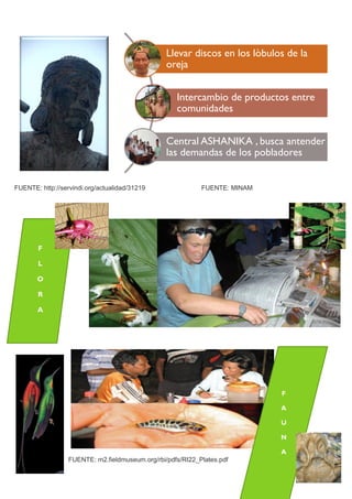 Llevar discos en los lòbulos de la
oreja
Intercambio de productos entre
comunidades
Central ASHANIKA , busca antender
las demandas de los pobladores
FUENTE: http://servindi.org/actualidad/31219 FUENTE: MINAM
FUENTE: m2.fieldmuseum.org/rbi/pdfs/RI22_Plates.pdf
F
L
O
R
A
F
A
U
N
A
 