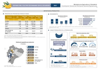 IMPORTANCIA PRODUCTIVA
Fuente: INEC, ESPAC (2021). Banano (fruta fresca) 2021
Nota 1: Los rendimientos corresponden a la relación entre la producción y la superficie cosechada.
Nota 2: El número de las UPA corresponde a una estimación del MAG con base en la superficie y el tamaño promedio de los
productores, por rangos de superficie plantada/sembrada.
PRINCIPALES PROVINCIAS PRODUCTORAS
Fuente: Ecuador (INEC, ESPAC 2017 – 2021), Costa Rica (FAOSTAT, 2020), Guatemala (FAOSTAT, 2020), Filipinas (FAOSTAT, 2020),
Guatemala (FAOSTAT, 2020)
RENDIMIENTO
Edad de las plantaciones (años)
Fuente: INEC, ESPAC (2021)
Número de productores por tamaño del cultivo (%)
Fuente: INEC, ESPAC (2021)
Menos de 10 ha De 10 a menos 100 ha De 100 ha y más
Fuente: INEC, ESPAC (2021)
Nota 1: Otras causas incluye inundación
(1.6 %) y otras razones (60.9 %).
Causas de pérdida de la superficie
CARACTERIZACIÓN DE LA PRODUCCIÓN
Tenencia de la tierra
Fuente: INEC, ESPAC (2021)
Nota1: Otros incluye aparcería (0.1 %), comunero (0.1 %), litigio (0.2 %),
herencia (1.5 %), usufructo (1.2 %) y otro (5.2 %)
Tipo de semilla
Fuente: INEC, ESPAC (2021)
Distribución geográfica por producción
(Toneladas)
Fuente: INEC, ESPAC (2021)
Nota 1: Otras considera información de 13 provincias.
Ministerio de Agricultura y Ganadería
Coordinación General de Información Nacional Agropecuaria
Dueño (a) Arrendatario (a) Posesión
Certificada
Mejorada
Común
Otros
2,571,356 t Los Ríos
1
2,098,274 t Guayas
2
El Oro
1,502,098 t
3
Cañar
170,670 t
4
Cotopaxi
108,019 t
5
102,677 t
Santo Domingo de
los Tsáchilas
6
131,821 t Otras
7
1
2
3
4
5
6
Menos de 10 De 10 a menos de 20 De 20 años y más
39.75 40.26
35.91
37.50
40.74
2017 2018 2019 2020 2021
Tonelada/hectárea
Rendimiento Histórico
24.49
31.75
37.50
46.85
47.85
Colombia
Filipinas
Ecuador
Costa Rica
Guatemala
Tonelada/hectárea
Rendimiento Internacional
1,435 ha
Superficie perdida
19%
Plagas y enfermedades
19%
Sequías y heladas
62%
Otras causas
84% 14% 2%
87% 3% 2% 8%
22% 17% 61%
55% 40% 5%
ESTADO DEL CULTIVO DE BANANO EN EL ECUADOR 2021
Provincia UPA
Superficie
(ha)
Producción
(t)
Rendimiento
(t/ha)
Nacional 15,461 164,085 6,684,916 40.74
Los Ríos 1,869 56,155 2,571,356 45.79
Guayas 1,729 45,677 2,098,274 45.94
El Oro 2,269 41,169 1,502,098 36.49
Cañar 95 3,495 170,670 48.83
Cotopaxi 379 5,224 108,019 20.68
Santo Domingo de
los Tsáchilas
186 2,554 102,677 40.21
Otras 8,933 9,810 131,821 13.44
 