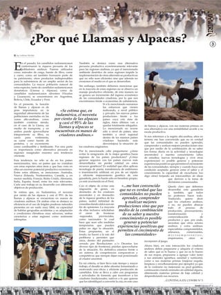 ¿Por qué Llamas y Alpacas?                                                                                                                           3

  Ing. Guillermo Vila Melo




E
       n el pasado, los camélidos sudamericanos      También se destaca como una alternativa
       conformaron la riqueza pecuaria de los        pecuaria productiva económicamente relevante
       pobladores andinos. Fueron utilizados         para las regiones andinas, ya que el mencionado
como animales de carga, fuente de ﬁbra, carne        ambiente desértico de estas regiones impide la
y cuero, como así también formaron parte de          implementación de otras alternativas productivas
su patrimonio, otros productos indispensables        que no sólo sean eﬁcientes sino que además no
para la subsistencia de un amplio sector de las      erosionen el medio en el que se desarrollan.
comunidades. La mayor población natural de
                                                     Sin embargo, también debemos mencionar que
estas especies, tanto de camélidos sudamericanos
                                                     en la mayoría de estas regiones no se observa un
domésticos (Llamas y Alpacas), como de
                                                     manejo productivo eﬁciente, de esta manera no
camélidos sudamericanos silvestres (Vicuñas
                                                     se genera un incremento del ingreso económico
y Guanacos), se concentraron en: Argentina,
                                                     de las comunidades criadoras, por lo que nos
Bolivia, Chile, Ecuador y Perú.
                                                     encontramos frente a economías de subsistencia.
En el presente, la función                                                Si a lo mencionado sumamos
de llamas y alpacas es de                                                 los esfuerzos que vienen
gran importancia en la                                                    realizando, a nivel público
seguridad alimentaria de las                                              y privado, los nuevos países
poblaciones asentadas en las                                              productores frente a los
zonas alto-andinas, como                                                  países cuya cría data de
también continúa siendo,                                                  siglos, éstos últimos van a
en el caso de la Llama, un                                                quedar totalmente relegados.       de llamas y alpacas, con sus materias primas, en
medio de transporte, y en                                                 Lo mencionado no ocurre            una alternativa con una rentabilidad acorde a su
ambos puede aprovecharse                                                  sólo a nivel de países, sino       escala productiva.
íntegramente su ﬁbra, su                                                  también a nivel regional
cuero     para   vestimenta,                                              dentro de los mismos países        Si nos referimos a la región alto-andina, años en
su carne como fuente de                                                   criadores    haciendo    más       terreno me han convencido que no es verdad
proteína, y su excremento                                                 desventajosa la situación de       que las comunidades no pueden aprender,
como combustible y fertilizante. Por otra parte      los criadores originarios.                              comprender y realizar mejores producciones sino
su importancia como alternativa pecuaria en                                                                  que por medio de la combinación de su saber
                                                     Por lo mencionado cabe preguntarse: ¿cómo               (en forma diaria en la actividad y tecnologías
regiones marginales muestra una tendencia
                                                     evitar la emigración de la mejor genética hacia         ancestrales) y nuestro conocimiento (años
creciente.
                                                     regiones de los países productores? ¿Cómo               de estudios, nuevas tecnologías y vivir otras
Esta tendencia no sólo se da en los países           generar negocios con los países nuevos más              experiencias) es posible generar y potenciar
mencionados, sino, en países que no contaban         desarrollados sin perder calidad en estos               experiencias positivas que permiten el crecimiento
con estas especies años atrás y que han visto en     recursos genéticos? Es realidad que ellos aplican       de las comunidades, siempre y cuando haya una
ellas un enorme potencial productivo económico.      tecnología de punta, transferencia de embriones         condición aceptada: generar entre el saber y el
Entre estos últimos, se mencionan: Australia,        e inseminación artiﬁcial, en pos de un rápido           conocimiento la capacidad de escucharse (no
Nueva Zelanda, Norteamérica, Canadá, y, en           y eﬁciente mejoramiento genético de esta                digo oírse) forjando así intercambios de ideas
menor medida, Francia, Reino Unido, Alemania,        ganadería, pero lo harán sólo en beneﬁcio propio,                           que deriven a la toma de
Italia, España, Israel, entre los más relevantes.    ya está ocurriendo en el Perú.                                              decisiones consensuadas.
Cada uno trabaja en su desarrollo con diferentes
                                                     Con el objeto de evitar esta                                                Queda claro que debemos
objetivos de producción.
                                                     migración de genes, en                                                      desarrollar esta ganadería
Se estima que, en Sudamérica, el noventa             desmedro de los criadores                                                   y, también, que todos
por ciento de las alpacas y casi el 95% de las       ancestrales y en desmedro                                                   no podemos hacer todo.
llamas y alpacas se encuentran en manos de           de la riqueza genética de los                                               Traducido,     quiero    decir
criadores andinos. De ambas crías se destaca su      países, realicé inﬁnidad de                                                 que los criadores andinos,
eﬁciencia en el uso de frágiles praderas naturales   consultas dando oídos aun sin                                               o no, no pueden abarcar
presentes en un suelo muy lábil, su capacidad        ﬁn de opiniones. La mayoría                                                 todo     el     proceso    de
de habitar geografías accidentas y su adaptación     de ellas inclusive solicitaban                                              producción, procesamiento,
a condiciones climáticas muy adversas, ambas         el    cierre   de     fronteras                                             transformación              y
caracteriza a estas regiones como realmente          -regionales,     provinciales,                                              comercialización           de
inhóspitas.                                          como nacionales- lo cual                                                    productos y que, por ende,
                                                     hace que sean sólo medidas                                                  necesitan que otros actores
                                                     temporarias que pueden                                                      andinos y extra andinos:
                                                     paliar en algo la situación.                                                especialistas comprometidos,
                                                     Estas propuestas, en el                                                     artesanos,       comerciantes,
                                                     fondo, no hacen a la raíz del                                               microempresarios,
                                                     problema y permiten que                                                     empresarios,       otros   se
                                                     otros, dentro del perímetro                             incorporen al juego.
                                                     cerrado por Resoluciones y/o Decretos (en
                                                     diverso tipo de fronteras), puedan aprovecharse         Ahora bien, en esta interacción los criadores
                                                     de la situación. En deﬁnitiva estamos frente a          andinos deben prepararse y adquirir el criterio
                                                     un sistema de competencias comparativas y               de saber qué es lo bueno y que no es lo bueno
                                                     competitivas que siempre dejan mal posicionado          de sus tropas, prepararse a agregar valor tanto
                                                     al criador ancestral.                                   a sus animales (genética, sanidad y nutrición),
                                                                                                             como a sus materias primas (mejorar esquila,
                                                     En mi criterio, si bien lleva más tiempo y mayor        limpieza y envellonamiento por ejemplo) ya que
                                                     trabajo, el desafío se debe afrontar fomentando o       de lo contrario no mejoraran su pool genético,
                                                     motivando una eﬁcaz y eﬁciente producción de            continuarán criando animales sin utilidad alguna,
                                                     camélidos. Esto se lleva a cabo con programas           obteniendo materias primas de baja calidad y
                                                     o actividades de fomento que incentiven a los           desperdiciando sus recursos.
                                                     criadores (tradicionales, nativos o lo que quieras
                                                     que los identiﬁque) a convertir la cría, en este caso                   ...CONTINUA EN UYWIRI Nº 5

                                                                                                                                                        Uywiri Edicion Nº 4
 