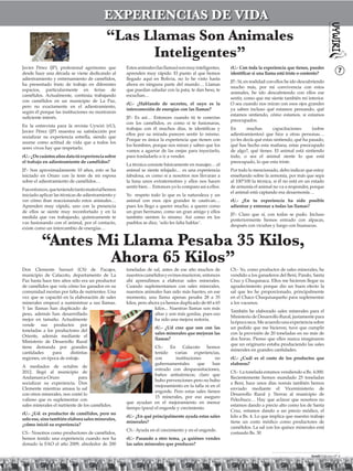 EXPERIENCIAS DE VIDA
                                           “Las Llamas Son Animales
                                                 Inteligentes”
Javier Pérez (JP), profesional agrónomo que         Estos animales (las llamas) son muy inteligentes,   rU.- Con toda la experiencia que tienes, puedes
desde hace una década se viene dedicando al         aprenden muy rápido. El punto al que hemos          identiﬁcar si una llama está triste o contento?             7
adiestramiento y entrenamiento de camélidos,        llegado aquí en Bolivia, no lo he visto hasta
                                                                                                        JP.- Sí, en realidad con ellos he ido descubriendo
ha presentado fruto de trabajo en diferentes        ahora en ninguna parte del mundo… Llamas
                                                                                                        mucho más, por mi convivencia con estos
espacios, particularmente en ferias de              que puedan saludar con la pata, te dan beso, te
                                                                                                        animales, he ido descubriendo con ellos ese
camélidos. Actualmente, continúa trabajando         escuchan…
                                                                                                        sentir, como que me siente también mi interior.
con camélidos en un municipio de La Paz,
                                                    rU.- ¿Hablando de secretos, el suyo es la           O sea cuando nos miran con esos ojos grandes
pero no exactamente en el adiestramiento,
                                                    interconexión de energías con las llamas?           ya saben incluso qué estamos pensando, qué
según él porque las instituciones no mostraron
                                                                                                        estamos sintiendo, cómo estamos, si estamos
suﬁciente interés.                                  JP.- Es así… Entonces cuando tú te conectas
                                                                                                        preocupados.
                                                    con los camélidos, es como si te fusionaras,
En la entrevista para la revista Uywiri (rU),
                                                    trabajas con él muchos días, te identiﬁcas y        En      muchas        capacitaciones      (sobre
Javier Pérez (JP) muestra su satisfacción por
                                                    ellos por su mirada parecen sentir lo mismo.        adiestramientos) que hice a otras personas…
socializar su experiencia estrella, siendo que
                                                    Porque es única la experiencia que tienen con       yo les decía qué estas sintiendo, qué ha pasado,
asume como actitud de vida que a todos los
                                                    los hombres, porque nos miran y saben que los       qué has hecho esta mañana, estas preocupado
seres vivos hay que respetarlo.
                                                    vamos a agarrar de las orejas para inyectarlo,      de algo?, qué tienes. El animal está sintiendo
rU.- ¿De cuántos años data tú experiencia sobre     para trasladarlo o ir a vender.                     todo, o sea el animal siente lo que está
el trabajo en adiestramiento de camélidos?                                                              preocupado, lo que esta triste.
                                                    La técnica consiste básicamente en masajes… el
JP.- Son aproximadamente 10 años, esto se ha        animal se siente relajado… es una experiencia       Por todo lo mencionado, debo indicar que estoy
iniciado en Oruro con la tesis de mi esposa         fabulosa, es como si a nosotros nos llevaran a      enseñando sobre la armonía, por más que sepa
sobre el adiestramiento de camélidos…               la luna unos extraterrestres y ellos nos hacen      al 100*100 la técnica, si él no está en un estado
                                                    sentir bien… Entonces yo lo comparo así a ellos.    de armonía el animal no va a responder, porque
Fue entonces, que teniendo tanto material hemos
                                                                                                        el animal está captando esa desarmonía…
iniciado aplicar las técnicas de adiestramiento y   Yo respeto todo lo que es la naturaleza y un
ver cómo iban reaccionando estos animales…          animal con esos ojos grandes te cautivan…           rU.- ¿En tu experiencia ha sido posible
Aprenden muy rápido, uno con la presencia           pues los llego a querer mucho, a querer como        adiestrar y entrenar a todas las llamas?
de ellos se siente muy reconfortado y en la         un gran hermano, como un gran amigo y ellos
                                                                                                        JP.- Claro que sí, con todas se pudo. Incluso
medida que vas trabajando, químicamente te          también sienten lo mismo. Así como en los
                                                                                                        posteriormente hemos entrado con alpacas,
vas fusionando con el animal, por el contacto,      pueblos se dice, ‘solo les falta hablar’.
                                                                                                        después con vicuñas y luego con huanacus.
existe como un intercambio de energías…


          “Antes Mi Llama Pesaba 35 Kilos,
                  Ahora 65 Kilos”
Don Clemente Sarsuri (CS) de Pacajes,               toneladas de sal, antes de ese año muchos de        CS.- Yo, como productor de sales minerales, he
municipio de Calacoto, departamento de La           nuestros camélidos y ovinos murieron, entonces      vendido a los ganaderos del Beni, Pando, Santa
Paz hasta hace tres años sólo era un productor      ahí aprendimos a elaborar sales minerales.          Cruz y Chuquisaca. Ellos me hicieron llegar su
de camélidos que veía cómo los ganados en su        Cuando suplementamos con sales minerales,           agradecimiento porque dio un buen efecto la
comunidad morían por falta de nutrientes. Una       nuestros animales han sido más fuertes, en ese      sal que les he proporcionado, principalmente
vez que se capacitó en la elaboración de sales      momento, una llama apenas pesaba 28 a 35            en el Chaco Chuquisaqueño para suplementar
minerales empezó a suministrar a sus llamas.        kilos, pero ahora ya hemos duplicado de 60 a 65     a los vacunos.
Y las llamas han duplicado de                                      kilos... Nuestras llamas son más
                                                                                                        También he elaborado sales minerales para el
peso, además han desarrollado                                      altas y son más gordas, pues eso
                                                                                                        Ministerio de Desarrollo Rural, justamente para
mejor en tamaño. Actualmente                                       ha sido una mejora notoria.
                                                                                                        la época seca. Me acuerdo una experiencia sobre
vende sus productos por
                                                                  rU.- ¿Ud cree que son con las         un pedido que me hicieron, tuve que cumplir
toneladas a los productores del
                                                                  sales minerales que mejoran las       con la provisión de 20 toneladas en no más de
Oriente, además mediante el
                                                                  llamas?                               dos horas. Pienso que ellos nunca imaginaron
Ministerio de Desarrollo Rural
                                                                                                        que un originario estaba produciendo las sales
tiene demanda por grandes                                         CS.- En Calacoto hemos
                                                                                                        minerales en grandes cantidades.
cantidades     para     distintas                                 tenido    varias    experiencias,
regiones, en época de estiaje.                                    con       instituciones       no      rU.- ¿Cuál es el costo de los productos que
                                                                  gubernamentales      que     han      elaboras?
A mediados de octubre de
                                                                  entrado con desparasitaciones,
2012, llegó al municipio de                                                                             CS.- La tonelada estamos vendiendo a Bs. 4.000.
                                                                  baños antisárnicos; claro que
Andamarca-Oruro              para                                                                       Recientemente hemos mandado 25 toneladas
                                                                  hubo prevenciones pero no hubo
socializar su experiencia. Don                                                                          a Beni, hace unos días nomás también hemos
                                                                  mejoramiento en la talla ni en el
Clemente mientras amasa la sal                                                                          enviado mediante el Viceministerio de
                                                                  engorde. Pero estas sales tienen
con otros minerales, nos contó lo                                                                       Desarrollo Rural y Tierras al municipio de
                                                                  15 minerales, por eso aseguro
valioso que es suplementar con                                                                          Pelechuco… Hay que aclarar que nosotros no
                                                    que ayudan en el mejoramiento en menor
sales minerales el nutriente de los camélidos.                                                          estamos dando a precio alto como los de Santa
                                                    tiempo (para) el engorde y crecimiento.
                                                                                                        Cruz, estamos dando a un precio módico, el
rU.- ¿Ud. es productor de camélidos, pero no
                                                    rU.- ¿En qué principalmente ayuda estas sales       kilo a Bs. 4. Lo que implica que nuestro trabajo
solo eso, sino también elabora sales minerales,
                                                    minerales?                                          tiene un costo módico como productores de
¿cómo inició su experiencia?
                                                                                                        camélidos. La sal con los quince minerales está
                                                    CS.- Ayuda en el crecimiento y en el engorde.
CS.- Nosotros como productores de camélidos,                                                            costando Bs. 30
hemos tenido una experiencia cuando nos ha          rU.- Pasando a otro tema, ¿a quiénes vendes
donado la FAO el año 2009, alrededor de 200         las sales minerales que produces?

                                                                                                                                                   Uywiri Edicion Nº 4
 