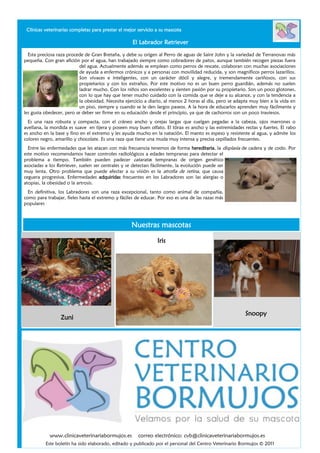 Clínicas veterinarias completas para prestar el mejor servicio a su mascota

                                                    El Labrador Retriever

  Esta preciosa raza procede de Gran Bretaña, y debe su origen al Perro de aguas de Saint John y la variedad de Terranovas más
pequeña. Con gran afición por el agua, han trabajado siempre como cobradores de patos, aunque también recogen piezas fuera
                           del agua. Actualmente además se emplean como perros de rescate, colaboran con muchas asociaciones
                           de ayuda a enfermos crónicos y a personas con movilidad reducida, y son magníficos perros lazarillos.
                           Son vivaces e inteligentes, con un carácter dócil y alegre, y tremendamente cariñosos, con sus
                           propietarios y con los extraños. Por este motivo no es un buen perro guardián, además no suelen
                           ladrar mucho. Con los niños son excelentes y sienten pasión por su propietario. Son un poco glotones,
                           con lo que hay que tener mucho cuidado con la comida que se deje a su alcance, y con la tendencia a
                           la obesidad. Necesita ejercicio a diario, al menos 2 horas al día, pero se adapta muy bien a la vida en
                           un piso, siempre y cuando se le den largos paseos. A la hora de educarlos aprenden muy fácilmente y
les gusta obedecer, pero se deber ser firme en su educación desde el principio, ya que de cachorros son un poco traviesos.
  Es una raza robusta y compacta, con el cráneo ancho y orejas largas que cuelgan pegadas a la cabeza, ojos marrones o
avellana, la mordida es suave en tijera y poseen muy buen olfato. El tórax es ancho y las extremidades rectas y fuertes. El rabo
es ancho en la base y fino en el extremo y les ayuda mucho en la natación. El manto es espeso y resistente al agua, y admite los
colores negro, amarillo y chocolate. Es una raza que tiene una muda muy intensa y precisa cepillados frecuentes.
  Entre las enfermedades que les atacan con más frecuencia tenemos de forma hereditaria, la displasia de cadera y de codo. Por
este motivo recomendamos hacer controles radiológicos a edades tempranas para detectar el
problema a tiempo. También pueden padecer cataratas tempranas de origen genético
asociadas a los Retriever, suelen ser centrales y se detectan fácilmente, la evolución puede ser
muy lenta. Otro problema que puede afectar a su visión es la atrofia de retina, que causa
ceguera progresiva. Enfermedades adquiridas frecuentes en los Labradores son las alergias o
atopias, la obesidad o la artrosis.
  En definitiva, los Labradores son una raza excepcional, tanto como animal de compañía,
como para trabajar, fieles hasta el extremo y fáciles de educar. Por eso es una de las razas más
populares



                                                   Nuestras mascotas

                                                                Iris




                                                                                                         Snoopy
                 Zuni




            www.clinicaveterinariabormujos.es          correo electrónico: cvb@clinicaveterinariabormujos.es
          Este boletín ha sido elaborado, editado y publicado por el personal del Centro Veterinario Bormujos © 2011
 
