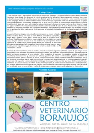 El Galgo Español
Nuestras mascotas
www.clinicaveterinariabormujos.es correo electrónico: cvb@clinicaveterinariabormujos.es
Clínicas veterinarias completas para prestar el mejor servicio a su mascota
Este boletín ha sido elaborado, editado y publicado por el personal del Centro Veterinario Bormujos © 2011
Paco
Keko
La raza conocida como Galgo Español, es autóctona de nuestro país, pertenece a los perros conocidos como Lebreles (perros de
condiciones físicas idóneas para la carrera). Se trata de un animal de gran belleza física, y sus orígenes son totalmente puros, pues
el ejemplar actual procede de selección, no de cruces. Desde la época de los romanos empezamos a tener referencias escritas de
la caza con galgos. Pero es en la Edad Media cuando se produce un mayor auge de esta noble raza. La nobleza poseía los galgos
como un bien exquisito, incluso estaba perseguido por la ley el robo o la muerte de estos animales. Existen multitud de textos
cinegéticos de la época que hacen referencia a los galgos, disponiendo incluso de normas por escrito de cómo debía ser la caza
con galgos. También se ha visto reflejado en obras de arte como “La partida de caza” de Goya. Parece mentira que en nuestra
época sea un animal tan maltratado. Fue a principios de este siglo, con el auge de las carreras de galgos, que se empezó a cruzar
con el Greyhound o Galgo Inglés, con el fin de aumentar su velocidad. Afortunadamente la pureza de la raza se ha podido
preservar.
Las características morfológicas más destacadas de esta raza son su aspecto estilizado y
atlético, el cráneo afilado, con orejas en punta dobladas, ojos oblicuos y pequeños, y
hocico largo y estrecho. Cuello largo y flexible que se ancla en un pecho ancho y
profundo, el cual da paso a un abdomen muy recogido. Las extremidades son rectas y
largas, con gran potencia muscular en el tren posterior, lo que le permite alcanzar
velocidades de hasta 60 km/h. El rabo es largo. Existen dos variedades de pelo: corto
y fino y semi largo y áspero, y la capa admite varios colores, desde el atigrado, negro,
tostados, canela, rojo, blanco y pío. El estándar de tamaño va desde los 60 a los 70
cm de alzada a la cruz.
El carácter de estos maravillosos perros es amable y tranquilo, aunque son algo serios y tímidos. A pesar de que siempre se han
usado para la caza, se adaptan muy bien a la vida urbana, siempre que se les dé la posibilidad de correr o dar largos paseos a
diario. Son buenos compañeros de otros animales y fieles compañeros de sus amos. Por su carácter retraído, se recomienda
sociabilizarlos tempranamente y educarlos con refuerzos positivos. En cuanto a enfermedades genéticas reseñables, no
encontramos muchas, gracias a la pureza de la raza. Están predispuestos por tamaño a padecer dilataciones de estómago, por lo
que siempre se recomienda que no hagan ejercicio con el estómago lleno y darles de comer en comederos elevados. Además,
suelen estar más expuestos a enfermedades transmitidas por insectos por el tipo de vida que llevan (leishmaniosis, filariosis,
rickettsiosis, etc.). Es una raza que ha sufrido mucho maltrato por parte de ciertos cazadores desaprensivos. Afortunadamente,
esta situación se está controlando cada vez más gracias a multitud de asociaciones defensoras de galgo. Además, fuera de España
está considerado como un perro de lujo, y muchos de los ejemplares rescatados acaban siendo adoptados en el extranjero.
Babucha
 