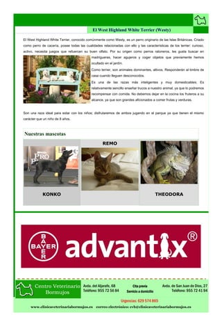 El West Highland White Terrier (Westy)

El West Highland White Terrier, conocido comúnmente como Westy, es un perro originario de las Islas Británicas. Criado
como perro de cacería, posee todas las cualidades relacionadas con ello y las características de los terrier: curioso,
activo, necesita juegos que refuercen su buen olfato. Por su origen como perros ratoneros, les gusta buscar en
                                            madrigueras, hacer agujeros y coger objetos que previamente hemos
                                            ocultado en el jardín.
                                            Como terrier, son animales dominantes, altivos. Responderán al timbre de
                                            casa cuando lleguen desconocidos.
                                            Es una de las razas más inteligentes y muy domesticables; Es
                                            relativamente sencillo enseñar trucos a nuestro animal, ya que lo podremos
                                            recompensar con comida. No debemos dejar en la cocina los fruteros a su
                                            alcance, ya que son grandes aficionados a comer frutas y verduras.


Son una raza ideal para estar con los niños; disfrutaremos de ambos jugando en el parque ya que tienen el mismo
carácter que un niño de 8 años.



Nuestras mascotas
                                                   REMO




            KONKO                                                                           THEODORA




                                       Avda. del Aljarafe, 68            Cita previa          Avda. de San Juan de Dios, 27
                                       Teléfono: 955 72 56 84        Servicio a domicilio           Teléfono: 955 72 41 94

                                                                Urgencias: 629 574 865
    www.clinicaveterinariabormujos.es          correo electrónico: cvb@clinicaveterinariabormujos.es
 