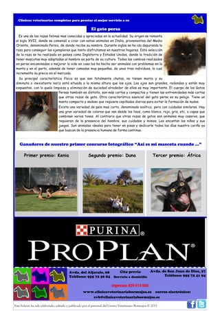 Clínicas veterinarias completas para prestar el mejor servicio a su

                                                        El gato persa
   Es una de las razas felinas mas conocidas y apreciadas en la actualidad. Su origen se remonta
 al siglo XVII, donde se comenzó a criar con estos animales en Italia, provenientes del Medio
 Oriente, denominado Persia, de donde recibe su nombre. Durante siglos se ha ido depurando la
 raza para conseguir los ejemplares que tanto disfrutamos en nuestros hogares. Esta selección
 de la raza se ha realizado en países como Inglaterra y Estados Unidos, donde la tradición de
 tener mascotas muy adaptadas al hombre es parte de su cultura. Todos los cambios realizados
 en persa encaminados a mejorar la vida en casa los ha hecho ser animales con problemas en la
 monta y en el parto, además de tener camadas muy pequeñas, de unos tres individuos, lo cual
 incrementa su precio en el mercado.
   Su principal característica física es que son totalmente chatos, no tienen morro y su
 diminuta o inexistente nariz está situada a la misma altura que los ojos. Los ojos son grandes, redondos y están muy
 expuestos, con lo quela limpieza y eliminación de suciedad alrededor de ellos es muy importante. El cuerpo de los Gatos
                            Persas también es distinto, son más cortos y compactos y tienen las extremidades más cortas
                            que otras razas de gato. Otra característica esencial del gato persa es su pelaje. Tiene un
                            manto compacto y sedoso que requiere cepillados diarios para evitar le formación de nudos.
                                Existe una variedad de pelo mas corto, denominado exótico, pero con cuidados similares. Hay
                                una gran variedad de colores que van desde los lisos, como blanco, rojo, gris, etc. a capas que
                                combinan varios tonos. Al contrario que otras razas de gatos son animales muy caseros, que
                                requieren de la presencia del hombre, sus cuidados y mimos. Les encantan los niños y sus
                                juegos. Son animales ideales para tener en pisos y dedicarle todos los días nuestro cariño ya
                                que buscan de la presencia humana de forma continua.



   Ganadores de nuestro primer concurso fotográfico “Así es mi mascota cuando …”

       Primer premio: Kenia                           Segundo premio: Duna                            Tercer premio: África




                                        Avda. del Aljarafe, 68    Cita previa       Avda. de San Juan de Dios, 27
                                        Teléfono: 955 72 56 84 Servicio a domicilio        Teléfono: 955 72 41 94

                                                                        Urgencias: 629 574 865
                                                  www.clinicaveterinariabormujos.es correo electrónico:
                                                     cvb@clinicaveterinariabormujos.es

Este boletín ha sido elaborado, editado y publicado por el personal del Centro Veterinario Bormujos © 2011
 