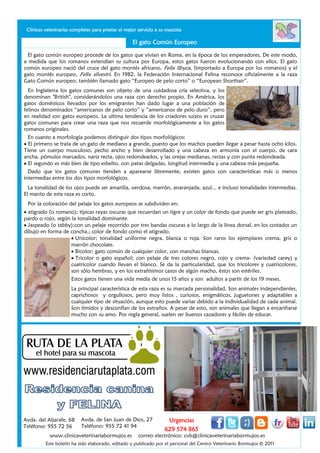 Clínicas veterinarias completas para prestar el mejor servicio a su mascota

                                                    El gato Común Europeo

  El gato común europeo procede de los gatos que vivían en Roma, en la época de los emperadores. De este modo,
a medida que los romanos extendían su cultura por Europa, estos gatos fueron evolucionando con ellos. El gato
común europeo nació del cruce del gato montés africano, Felix líbyca, (importado a Europa por los romanos) y el
gato montés europeo, Felix silvestri. En 1982, la Federación Internacional Felina reconoce oficialmente a la raza
Gato Común europeo, también llamado gato “Europeo de pelo corto” o “European Shorthair”.
  En Inglaterra los gatos comunes son objeto de una cuidadosa cría selectiva, y los
denominan "British", considerándolos una raza con derecho propio. En América, los
gatos domésticos llevados por los emigrantes han dado lugar a una población de
felinos denominados “americanos de pelo corto” y “americanos de pelo duro”, pero
en realidad son gatos europeos. La ultima tendencia de los criadores suizos es cruzar
gatos comunes para crear una raza que nos recuerde morfológicamente a los gatos                                        Mimí
romanos originales.
 En cuanto a morfología podemos distinguir dos tipos morfológicos:
  El primero se trata de un gato de mediano a grande, puesto que los machos pueden llegar a pesar hasta ocho kilos.
Tiene un cuerpo musculoso, pecho ancho y bien desarrollado y una cabeza en armonía con el cuerpo, de cara
ancha, pómulos marcados, nariz recta, ojos redondeados, y las orejas medianas, rectas y con punta redondeada.
  El segundo es más bien de tipo esbelto, con patas delgadas, longitud intermedia y una cabeza más pequeña.
  Dado que los gatos comunes tienden a aparearse libremente, existen gatos con características más o menos
intermedias entre los dos tipos morfológicos.
  La tonalidad de los ojos puede ser amarilla, verdosa, marrón, anaranjada, azul... e incluso tonalidades intermedias.
El manto de esta raza es corto.
 Por la coloración del pelaje los gatos europeos se subdividen en:
  atigrado (o romano); típicas rayas oscuras que recuerdan un tigre y un color de fondo que puede ser gris plateado,
pardo o rojo, según la tonalidad dominante.
  Jaspeado (o tabby);con un pelaje recorrido por tres bandas oscuras a lo largo de la línea dorsal, en los costados un
dibujo en forma de concha.; color de fondo como el atigrado.
                      Unicolor; tonalidad uniforme negra, blanca o roja. Son raros los ejemplares crema, gris o
                    marrón chocolate.
                      Bicolor; gato común de cualquier color, con manchas blancas.
                      Tricolor o gato español; con pelaje de tres colores negro, rojo y crema- (variedad carey) y
                    cuatricolor cuando llevan el blanco. Se da la particularidad, que los tricolores y cuatricolores,
                    son sólo hembras, y en los extrañísimos casos de algún macho, éstos son estériles.
                      Estos gatos tienen una vida media de unos 15 años y son adultos a partir de los 19 meses.
                      La principal característica de esta raza es su marcada personalidad. Son animales independientes,
                      caprichosos y orgullosos, pero muy listos , curiosos, enigmáticos, juguetones y adaptables a
                      cualquier tipo de situación, aunque esto puede variar debido a la individualidad de cada animal.
                      Son tímidos y desconfían de los extraños. A pesar de esto, son animales que llegan a encariñarse
                      mucho con su amo. Por regla general, suelen ser buenos cazadores y fáciles de educar.




Avda. del Aljarafe, 68     Avda. de San Juan de Dios, 27            Urgencias
Teléfono: 955 72 56        Teléfono: 955 72 41 94
                                                                   629 574 865
            www.clinicaveterinariabormujos.es          correo electrónico: cvb@clinicaveterinariabormujos.es
          Este boletín ha sido elaborado, editado y publicado por el personal del Centro Veterinario Bormujos © 2011
 
