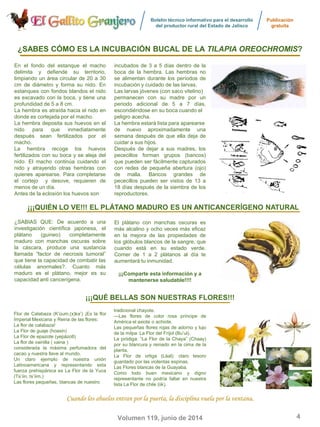 Boletín técnico informativo para el desarrollo
del productor rural del Estado de Jalisco
Publicación
gratuita
4Volumen 119, junio de 2014
Flor de Calabaza (K’úum,(x)ka’) ¡Es la flor
Imperial Mexicana y Reina de las flores:
La flor de calabaza!
La Flor de guaje (hoaxin)
La Flor de epazote (yepázotl)
La flor de vainilla ( vaina )
considerada la máxima perfumadora del
cacao y nuestra llave al mundo.
Un claro ejemplo de nuestra unión
Latinoamericana y representando esta
fuerza prehispánica es La Flor de la Yuca
(Ts’íin, ts’íim.)
Las flores pequeñas, blancas de nuestro
En el fondo del estanque el macho
delimita y defiende su territorio,
limpiando un área circular de 20 a 30
cm de diámetro y forma su nido. En
estanques con fondos blandos el nido
es excavado con la boca, y tiene una
profundidad de 5 a 8 cm.
La hembra es atraída hacia el nido en
donde es cortejada por el macho.
La hembra deposita sus huevos en el
nido para que inmediatamente
después sean fertilizados por el
macho.
La hembra recoge los huevos
fertilizados con su boca y se aleja del
nido. El macho continúa cuidando el
nido y atrayendo otras hembras con
quienes aparearse. Para completarse
el cortejo y desove, requieren de
menos de un día.
Antes de la eclosión los huevos son
¿SABES CÓMO ES LA INCUBACIÓN BUCAL DE LA¿SABES CÓMO ES LA INCUBACIÓN BUCAL DE LA TILAPIA OREOCHROMISTILAPIA OREOCHROMIS??
incubados de 3 a 5 días dentro de la
boca de la hembra. Las hembras no
se alimentan durante los períodos de
incubación y cuidado de las larvas.
Las larvas jóvenes (con saco vitelino)
permanecen con su madre por un
periodo adicional de 5 a 7 días,
escondiéndose en su boca cuando el
peligro acecha.
La hembra estará lista para aparearse
de nuevo aproximadamente una
semana después de que ella deja de
cuidar a sus hijos.
Después de dejar a sus madres, los
pececillos forman grupos (bancos)
que pueden ser fácilmente capturados
con redes de pequeña abertura (ojo)
de malla. Bancos grandes de
pececillos pueden ser vistos de 13 a
18 días después de la siembra de los
reproductores.
¿SABIAS QUE: De acuerdo a una
investigación científica japonesa, el
plátano (guineo) completamente
maduro con manchas oscuras sobre
la cáscara, produce una sustancia
llamada “factor de necrosis tumoral”
que tiene la capacidad de combatir las
células anormales?. Cuanto más
maduro es el plátano, mejor es su
capacidad anti cancerígena.
El plátano con manchas oscuras es
más alcalino y ocho veces más eficaz
en la mejora de las propiedades de
los glóbulos blancos de la sangre, que
cuando está en su estado verde.
Comer de 1 a 2 plátanos al día te
aumentará tu inmunidad.
¡¡¡Comparte esta información y a
mantenerse saludable!!!!
¡¡¡QUIÉN LO VE!!! EL PLÁTANO MADURO ES UN ANTICANCERÍGENO NATURAL
tradicional chayote.
—Las flores de color rosa príncipe de
América el axiote o achiote.
Las pequeñas flores rojas de adorno y lujo
de la milpa: La Flor del Fríjol (Bu’ul).
La pródiga: “La Flor de la Chaya” (Chaay)
por su blancura y reinado en la cima de la
planta.
La Flor de ortiga (Láal); claro tesoro
guardado por las violentas espinas.
Las Flores blancas de la Guayaba.
Como todo buen mexicano y digno
representante no podría faltar en nuestra
lista La Flor de chile (iik).
¡¡¡QUÉ BELLAS SON NUESTRAS FLORES!!!
Cuando los abuelos entran por la puerta, la disciplina vuela por la ventanaCuando los abuelos entran por la puerta, la disciplina vuela por la ventana.
 