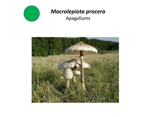 Macrolepiota procera
     Apagallums
 