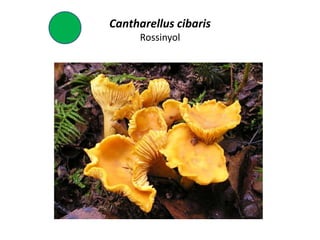 Cantharellus cibaris
      Rossinyol
 
