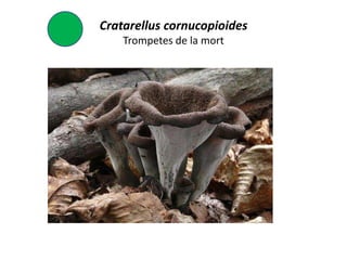 Cratarellus cornucopioides
    Trompetes de la mort
 