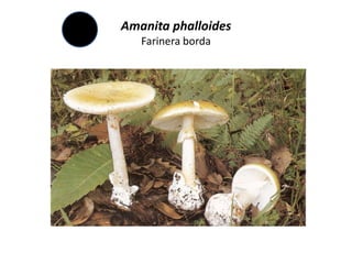 Amanita phalloides
   Farinera borda
 