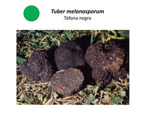 Tuber melanosporum
    Tòfona negra
 
