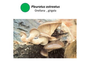 Pleurotus ostreatus
  Orellana , gírgola
 