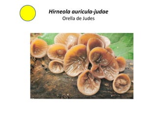 Hirneola auricula-judae
     Orella de Judes
 