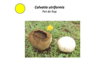 Calvatia utriformis
    Pet de llop
 