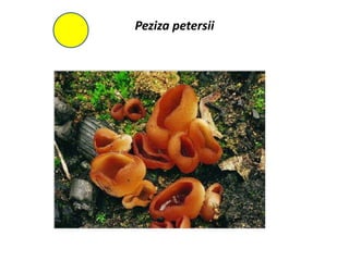 Peziza petersii
 