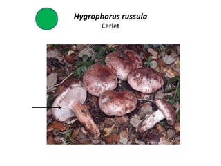 Hygrophorus russula
       Carlet
 