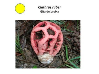 Clathrus ruber
 Gita de bruixa
 