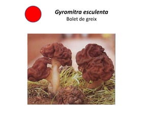 Gyromitra esculenta
    Bolet de greix
 