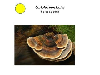 Coriolus versicolor
   Bolet de soca
 