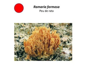 Ramaria formosa
   Peu de rata
 