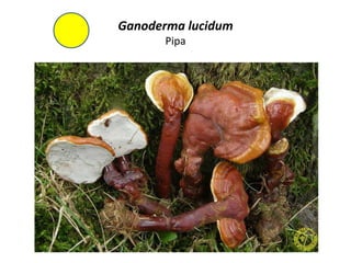 Ganoderma lucidum
      Pipa
 