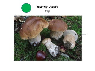 Boletus edulis
     Cep
 