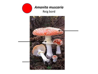 Amanita muscaria
    Reig bord
 