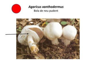 Agaricus xanthodermus
   Bola de neu pudent
 