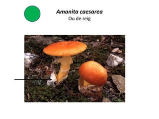 Amanita caesarea
    Ou de reig
 