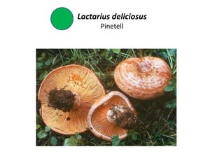 Lactarius deliciosus
      Pinetell
 