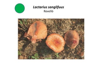 Lactarius sanglifuus
      Rovelló
 