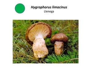 Hygrophorus limacinus
       Llenega
 