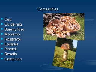 Comestibles










Cep
Ou de reig
Sureny fosc
Moixernó
Rossinyol
Escarlet
Pinetell
Rovelló
Cama-sec

 