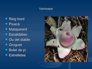 Verinosos









Reig bord
Pixacà
Mataparent
Escaldabec
Ou del diable
Groguet
Bolet de pi
Estrelletes

 