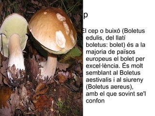 1.cep
   El cep o buixó (Boletus
     edulis, del llatí
     boletus: bolet) és a la
     majoria de països
     europeus el bolet per
     excel·lència. És molt
     semblant al Boletus
     aestivalis i al siureny
     (Boletus aereus),
     amb el que sovint se'l
     confon
 