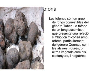 2.tofona
    Les tòfones són un grup
      de fongs comestibles del
      gènere Tuber. La tòfona
      és un fong ascomicet
      que presenta una relació
      simbiòtica micoriza amb
      arbres, particularment
      del gènere Quercus com
      les alzines, roures, o
      altres vegetals com els
      castanyers, i nogueres
 