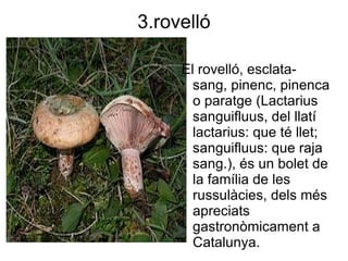 3.rovelló

     El rovelló, esclata-
       sang, pinenc, pinenca
       o paratge (Lactarius
       sanguifluus, del llatí
       lactarius: que té llet;
       sanguifluus: que raja
       sang.), és un bolet de
       la família de les
       russulàcies, dels més
       apreciats
       gastronòmicament a
       Catalunya.
 