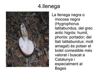4.llenega
     La llenega negra o
      mocosa negra
      (Hygrophorus
      latitabundus, del grec
      antic higrós: humit,
      phorós: portador; del
      llatí latitabundus: molt
      amagat) és potser el
      bolet comestible més
      valorat i buscat a
      Catalunya i
      especialment al
      Bages
 