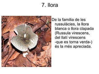 7. llora

    De la família de les
     russulàcies, la llora
     blanca o llora clapada
     (Russula virescens,
     del llatí virescens
     -que es torna verda-)
     és la més apreciada.
 