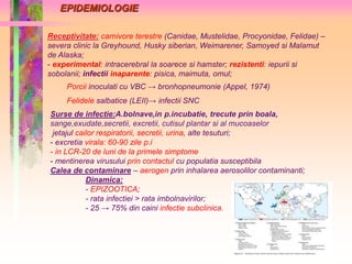 EPIDEMIOLOGIE 
Receptivitate: carnivore terestre (Canidae, Mustelidae, Procyonidae, Felidae) – 
severa clinic la Greyhound, Husky siberian, Weimarener, Samoyed si Malamut 
de Alaska; 
- experimental: intracerebral la soarece si hamster; rezistenti: iepurii si 
sobolanii; infectii inaparente: pisica, maimuta, omul; 
Porcii inoculati cu VBC → bronhopneumonie (Appel, 1974) 
Felidele salbatice (LEII)→ infectii SNC 
Surse de infectie:A.bolnave,in p.incubatie, trecute prin boala, 
sange,exudate,secretii, excretii, cutisul plantar si al mucoaselor 
jetajul cailor respiratorii, secretii, urina, alte tesuturi; 
- excretia virala: 60-90 zile p.i 
- in LCR-20 de luni de la primele simptome 
- mentinerea virusului prin contactul cu populatia susceptibila 
Calea de contaminare – aerogen prin inhalarea aerosolilor contaminanti; 
Dinamica: 
- EPIZOOTICA; 
- rata infectiei > rata imbolnavirilor; 
- 25 → 75% din caini infectie subclinica. 
 