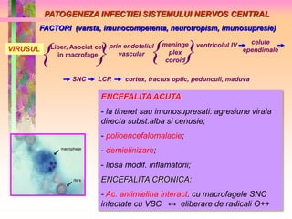 PATOGENEZA INFECTIEI SISTEMULUI NERVOS CENTRAL 
FACTORI (varsta, imunocompetenta, neurotropism, imunosupresie) 
VIRUSUL{Liber, Asociat el. prin endoteliul 
in macrofage 
c}vascular 
{ meninge 
plex 
} 
coroid ventricolul IV celule 
ependimale 
SNC LCR cortex, tractus optic, pedunculi, maduva 
ENCEFALITA ACUTA 
- la tineret sau imunosupresati: agresiune virala 
directa subst.alba si cenusie; 
- polioencefalomalacie; 
- demielinizare; 
- lipsa modif. inflamatorii; 
ENCEFALITA CRONICA: 
- Ac. antimielina interact. cu macrofagele SNC 
infectate cu VBC ↔ eliberare de radicali O++ 
 