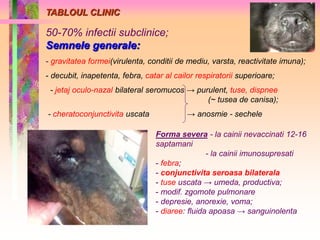 50-70% infectii subclinice; 
Semnele generale: 
- gravitatea formei(virulenta, conditii de mediu, varsta, reactivitate imuna); 
- decubit, inapetenta, febra, catar al cailor respiratorii superioare; 
- jetaj oculo-nazal bilateral seromucos → purulent, tuse, dispnee 
(~ tusea de canisa); 
- cheratoconjunctivita uscata → anosmie - sechele 
Forma severa - la cainii nevaccinati 12-16 
saptamani 
- la cainii imunosupresati 
- febra; 
- conjunctivita seroasa bilaterala 
- tuse uscata → umeda, productiva; 
- modif. zgomote pulmonare 
- depresie, anorexie, voma; 
- diaree: fluida apoasa → sanguinolenta 
TABLOUL CLINIC 
 