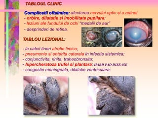 TABLOUL CLINIC 
Complicatii oftalmice: afectarea nervului optic si a retinei 
- orbire, dilatatie si imobilitate pupilara; 
- leziuni ale fundului de ochi “medalii de aur” 
- desprinderi de retina. 
TABLOU LEZIONAL: 
- la cateii tineri atrofie timica; 
- pneumonie si enterita catarala in infectia sistemica; 
- conjunctivita, rinita, traheobronsita; 
- hipercheratoza trufei si plantara; HARD PAD DISEASE 
- congestie meningeala, dilatatie ventriculara; 
 