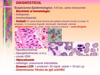 DIAGNOSTICUL 
Suspiciunea Epidemiologica: 3-6 luni, caine nevaccinat; 
Biochimic si hematologic: 
- limfopenie; 
- trombocitopenie; 
- Incluzii :în celule foarte diverse ale epiteliul alveolar bronhic şi nazal, în 
amigdale, în mucoasa linguală, stomacală, intestinală, colorate 
Wright-Leishman -3μ, unice, ovale; incluzii in eritrocit – Lentz-Sinigalia 
- hipoalbuminemie; 
- hiperglobulinemie: α si γ; 
- creste VSH; 
- Hipocalcemie; 
- radiologic: pneumonie interstitiala; 
Examen LCR: + proteine> 25 mg/dl, celule > 10 cel./ μl, 
- Determinarea Titrului de IgG antiVBC 
 