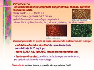 DIAGNOSTIC: 
- Imunofluorescenta: amprenta conjunctivala, tonsile, epiteliul 
respirator, SNC- 
“buffy coat” – 2 → 9 zile p.i 
conjunctiva – genitala 5-21 zile p.i 
epiteliul traheal si macrofage respiratorii 
criosectiuni :splina,tonsile, lnn, stomac,pulmon, duoden, creier 
Virusul persista in piele si SNC, mascat de anticorpii din sange! 
- Inhibitia efectului sincitial de catre limfocitele 
sensibilizate 8-10 sapt. p.i. 
- teste ELISA Ag, IgM,IgG, Imunocromatografice Ag, 
- izolarea virusului: pe dihor, adaptare pe ou embrionat, 
pe culturi celulare de macrofage 
Nivelurile Ac variaza invers proportional cu gravitatea bolii! 
 