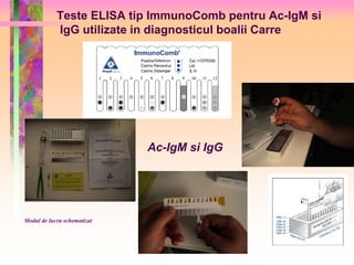 Teste ELISA tip ImmunoComb pentru Ac-IgM si 
IgG utilizate in diagnosticul boalii Carre 
Modul de lucru schematizat 
Ac-IgM si IgG 
 