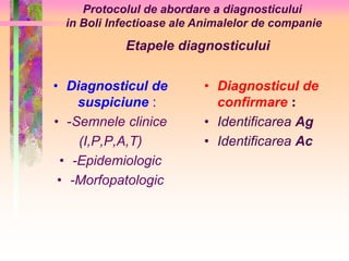 Protocolul de abordare a diagnosticului 
in Boli Infectioase ale Animalelor de companie 
Etapele diagnosticului 
• Diagnosticul de 
suspiciune : 
• -Semnele clinice 
(I,P,P,A,T) 
• -Epidemiologic 
• -Morfopatologic 
• Diagnosticul de 
confirmare : 
• Identificarea Ag 
• Identificarea Ac 
 