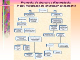 Protocolul de abordare a diagnosticului 
in Boli Infectioase ale Animalelor de companie 
 