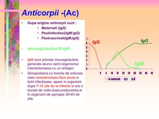 Anticorpii -(Ac) 
• Dupa origine anticorpii sunt : 
• Maternali (IgG) 
• Postinfectiosi(IgM,IgG) 
• Postvaccinali(IgM,IgG) 
• Imunoglobulina M-IgM 
• IgM sunt primele imunoglobuline 
generate atunci cand organismul 
interactioneaza cu un antigen. 
• Glicoproteina cu functie de anticorp 
care caracterizeaza faza acuta a 
bolii infectioase, apare in organism 
dupa 7-14 zile de la infectie si are o 
durata de viata dupa producerea ei 
in organism de aproape 30-40 de 
zile. 
7 
6 
5 
4 
3 
2 
1 
0 
IgG IgG 
IgM 
0 5 10 15 20 25 30 35 40 45 
Ac maternali Ig G Ig M 
 