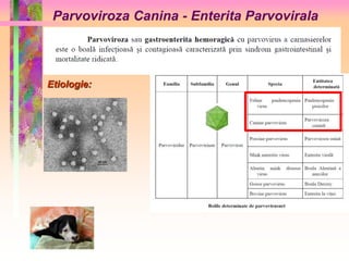Parvoviroza Canina - Enterita Parvovirala 
Etiologie: 
 